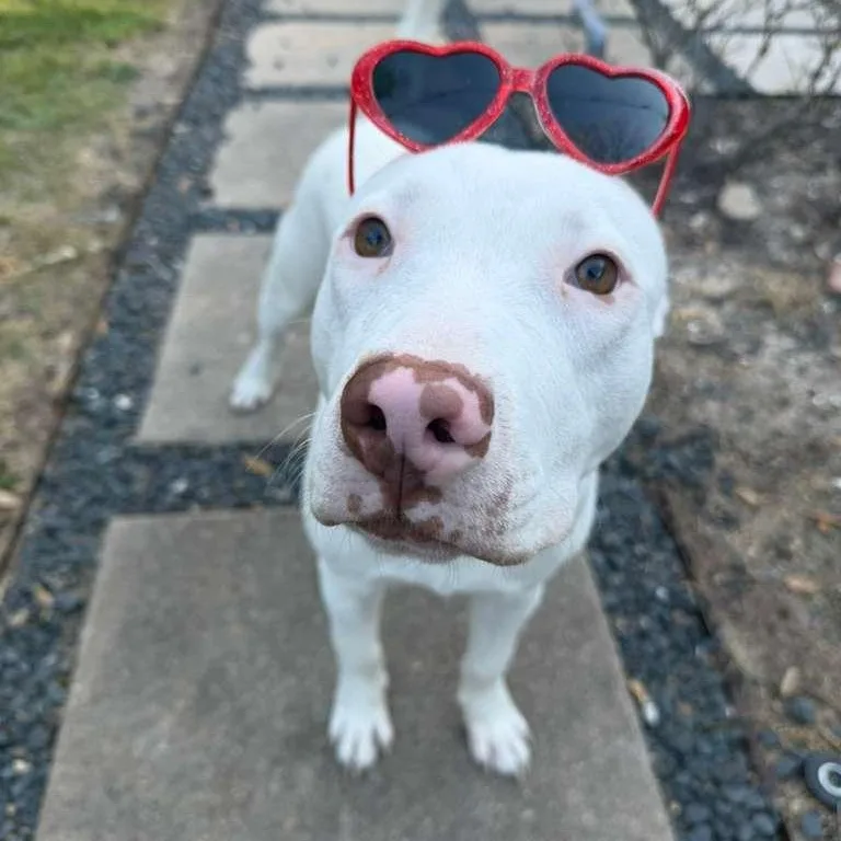 Pop Tart  A.k.a thumbnail 3