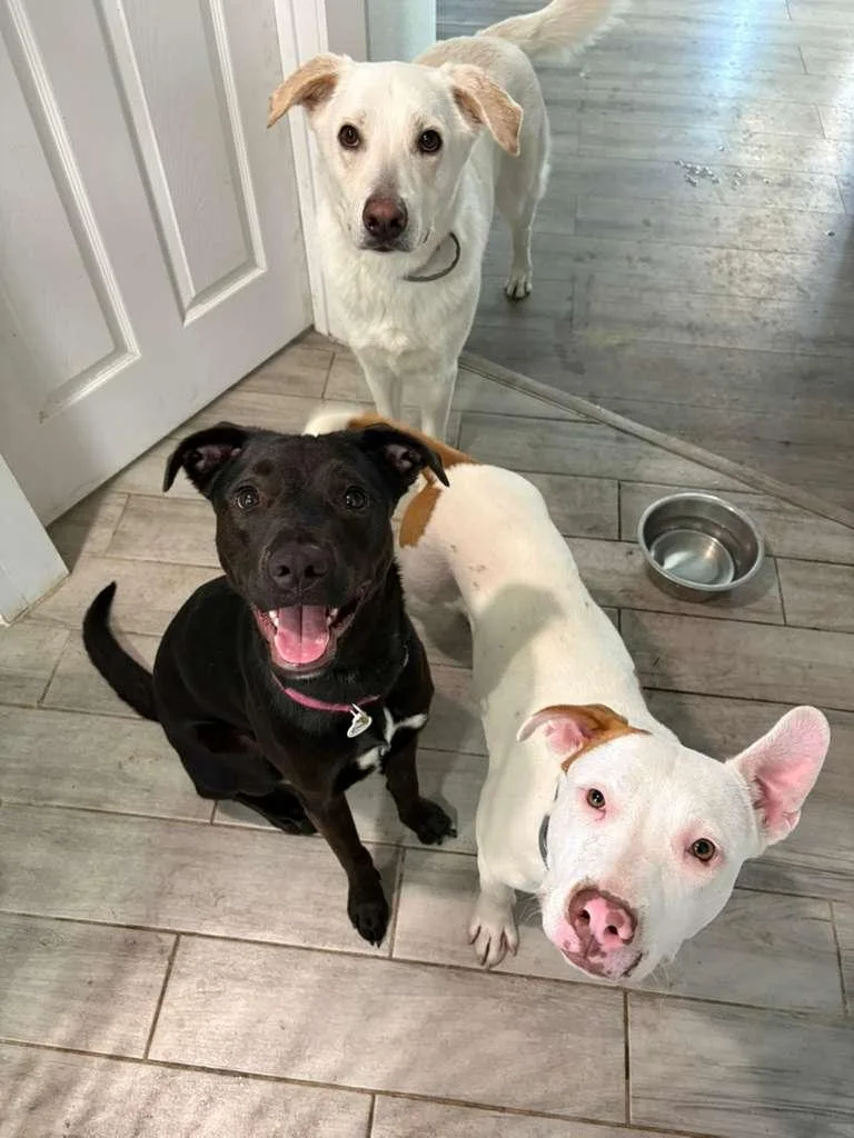 Pop Tart  A.k.a thumbnail 4