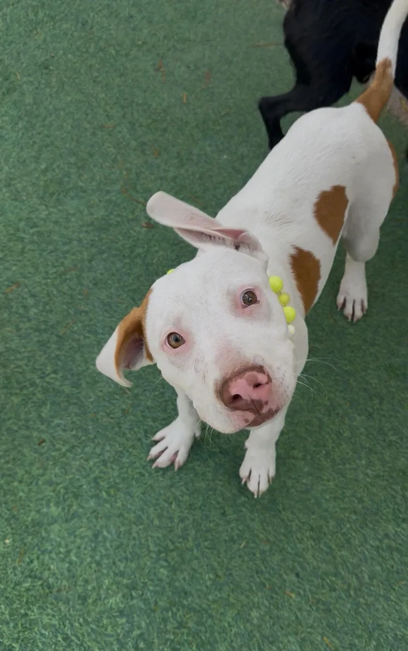 Pop Tart  A.k.a thumbnail 6