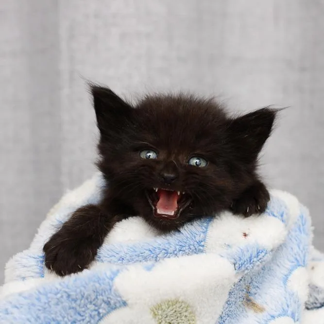 A baby small-sized female Black Domestic Long Hair cat named Gertie for adoption in Hattiesburg, MS
