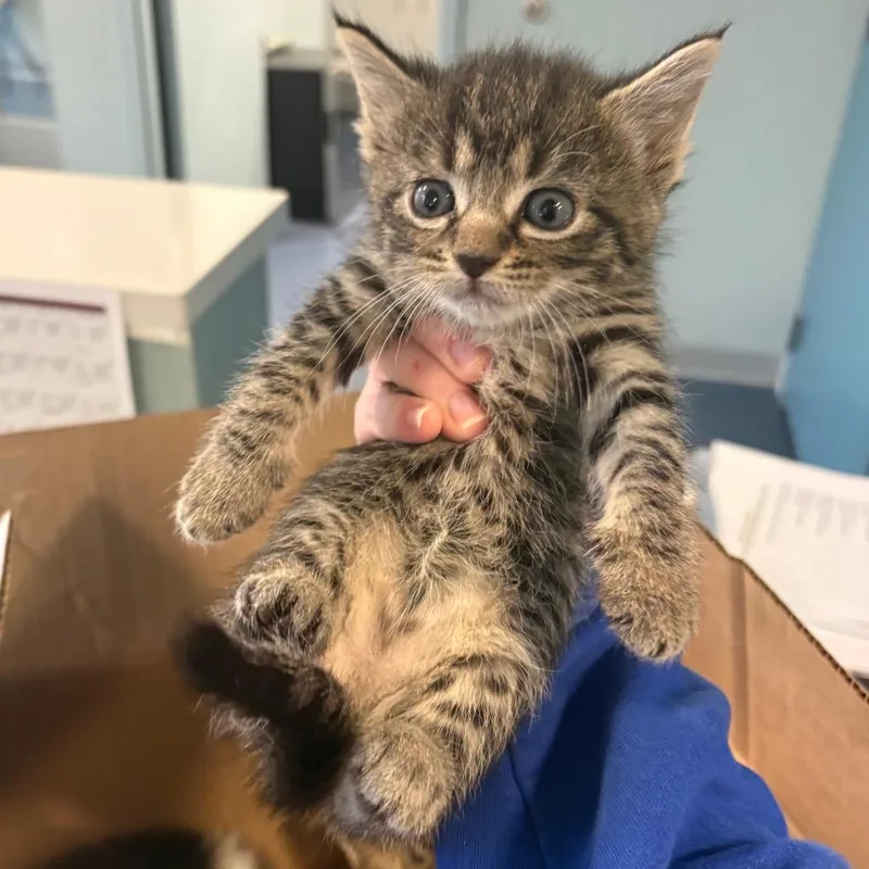 A baby small-sized male Brown / Chocolate Domestic Short Hair cat named Hawkeye for adoption in Greensboro, NC