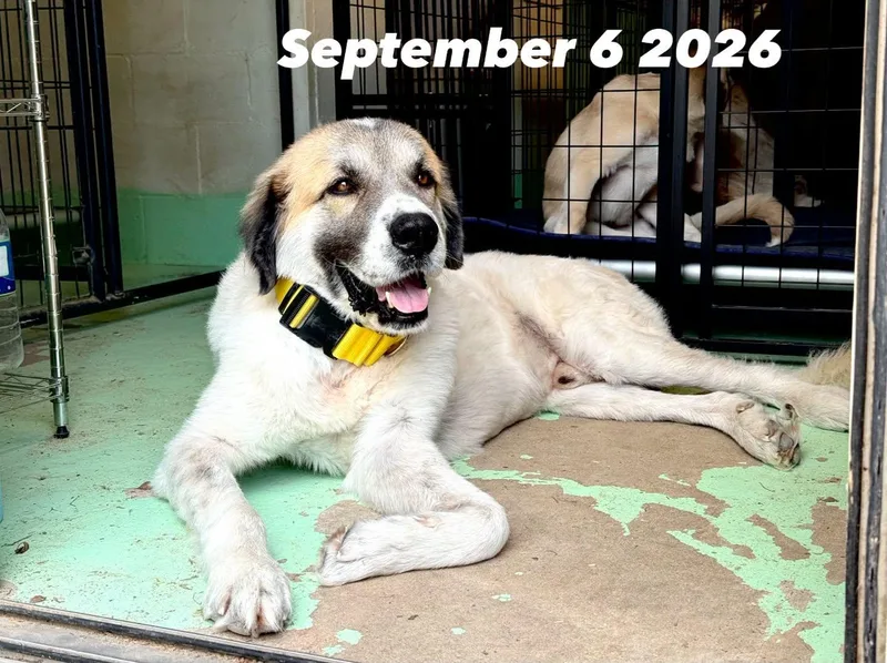 A young extra large-sized male Tricolor (Brown, Black, & White) Anatolian Shepherd dog named Calvin Houston Tx for adoption in Alvin, TX