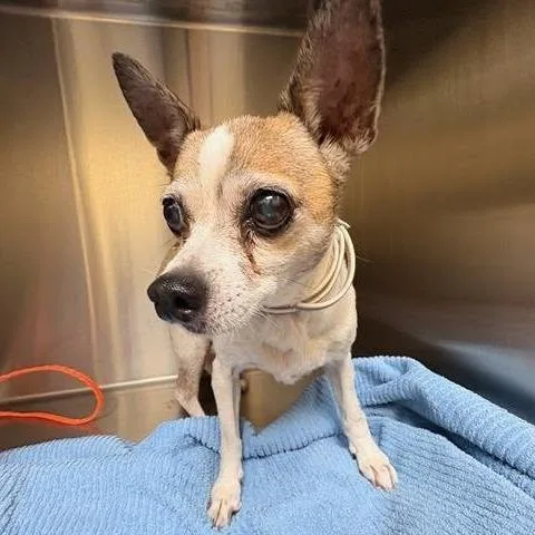 A senior small-sized female White / Cream Chihuahua dog named Chelsea for adoption in Ramona, CA