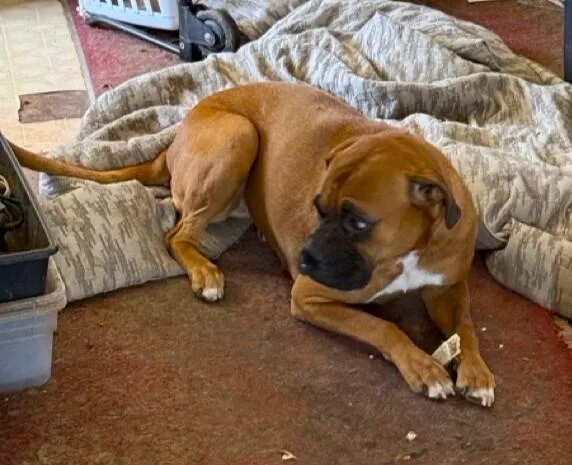 A senior medium-sized female Yellow / Tan / Blond / Fawn Boxer dog named Roxanne II for adoption in Hewitt, TX