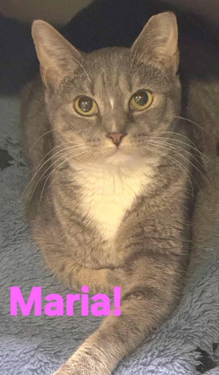 A young medium-sized female Domestic Short Hair cat named Maria for adoption in Longwood, FL