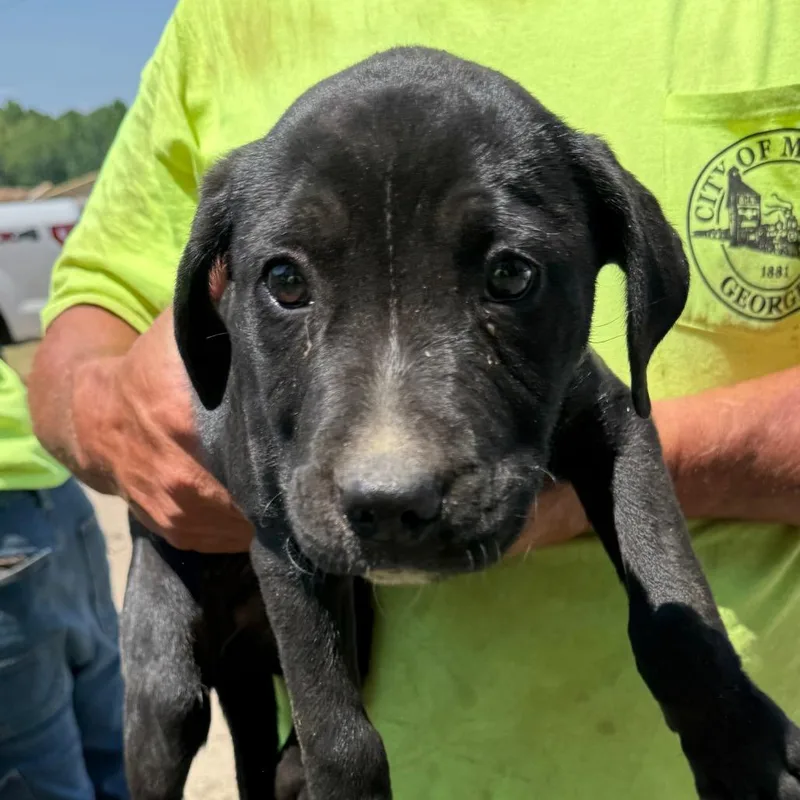 A baby small-sized female Black Mixed Breed dog named Abby for adoption in Millen, GA