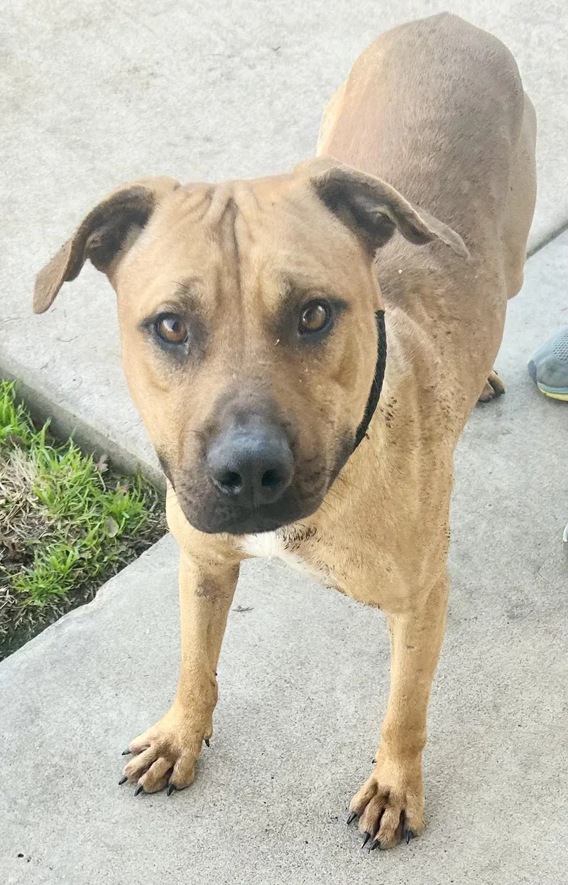 An adult medium-sized male Yellow / Tan / Blond / Fawn Mixed Breed dog named Arlo for adoption in Georgetown, TX