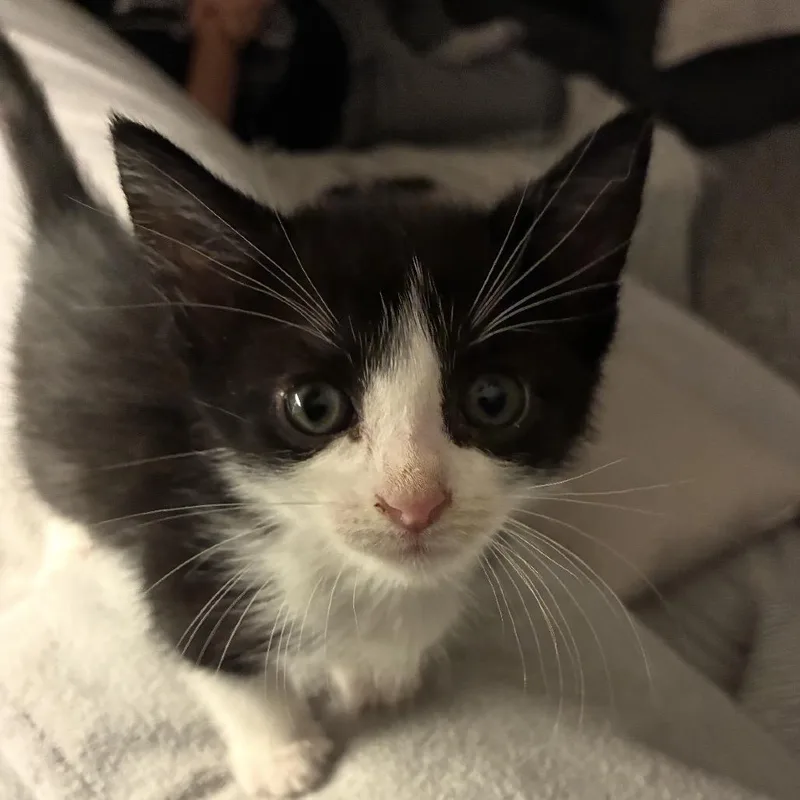 A baby small-sized male Black Domestic Short Hair cat named Prince Andrew for adoption in Austin, TX
