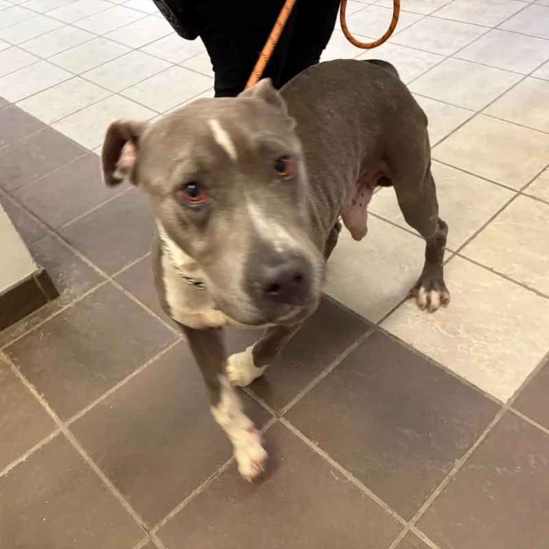 An adult medium-sized male Gray / Blue / Silver Mixed Breed dog named StrayStoneybrookDrive for adoption in Columbus, GA