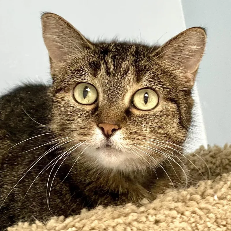 Honey Bunches thumbnail 3