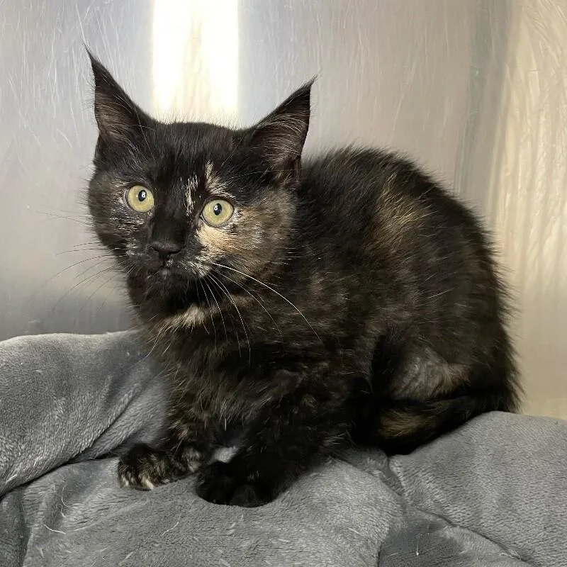 A baby medium-sized female Domestic Short Hair cat named Enid for adoption in Roanoke, VA