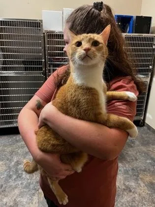 An adult large-sized male Domestic Short Hair cat named Papaya for adoption in Missoula, MT