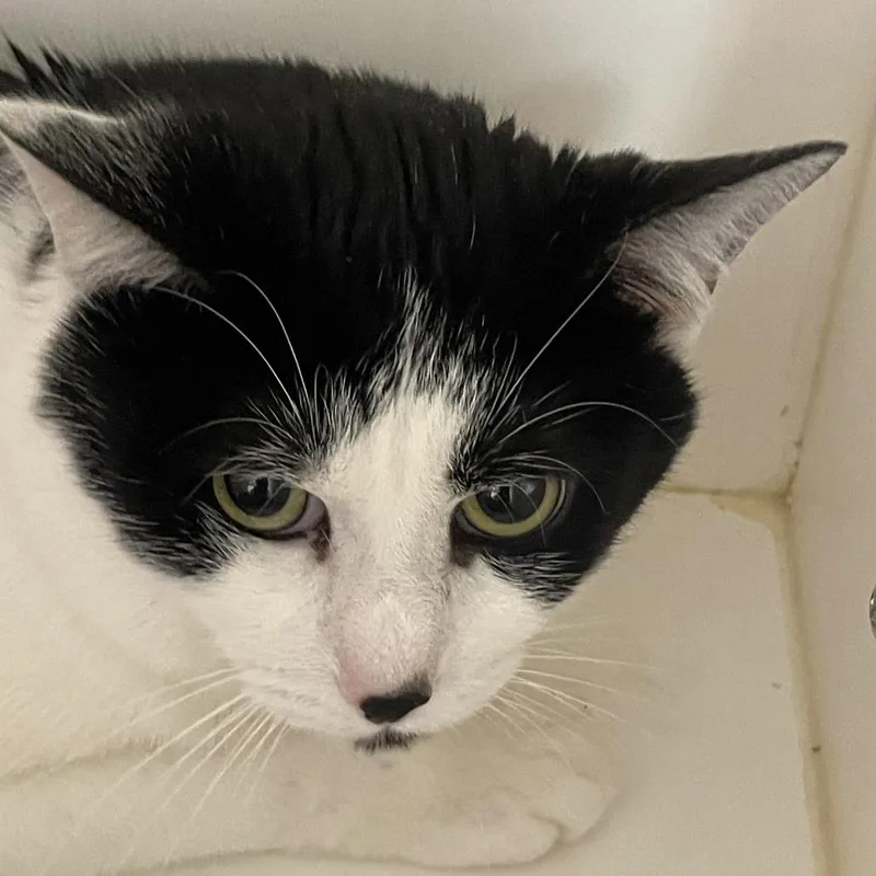 An adult medium-sized male Domestic Short Hair cat named Deuce Cowan for adoption in Perkiomenville, PA