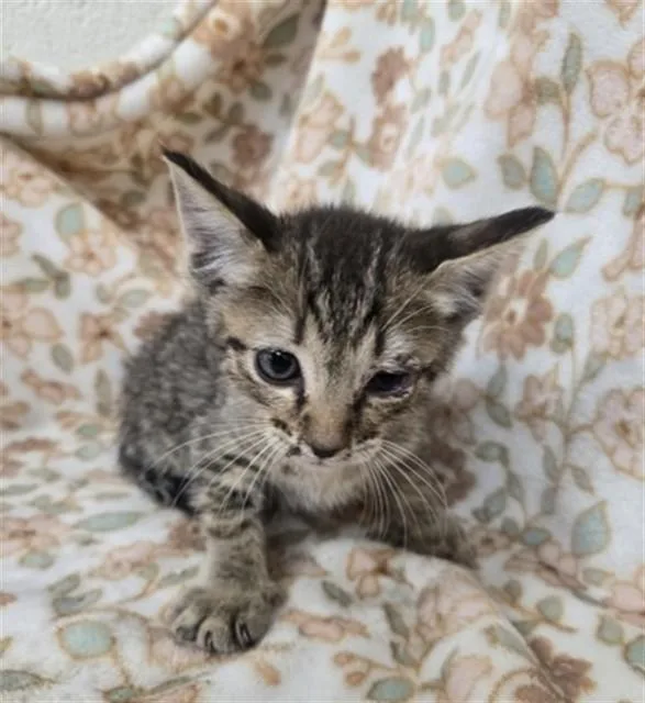 A baby small-sized male Domestic Short Hair cat named Jude for adoption in San Bernardino, CA