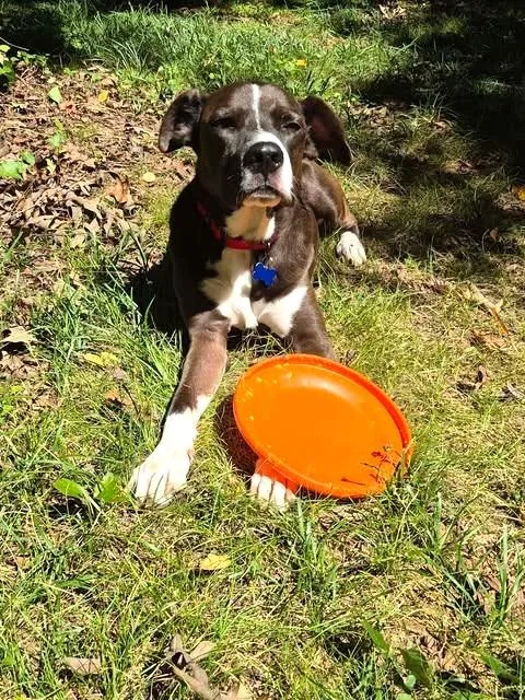 A senior large-sized male Labrador Retriever dog named Cody for adoption in Charlotte, NC