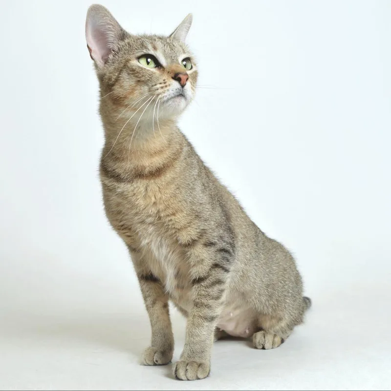 Samantha thumbnail 3