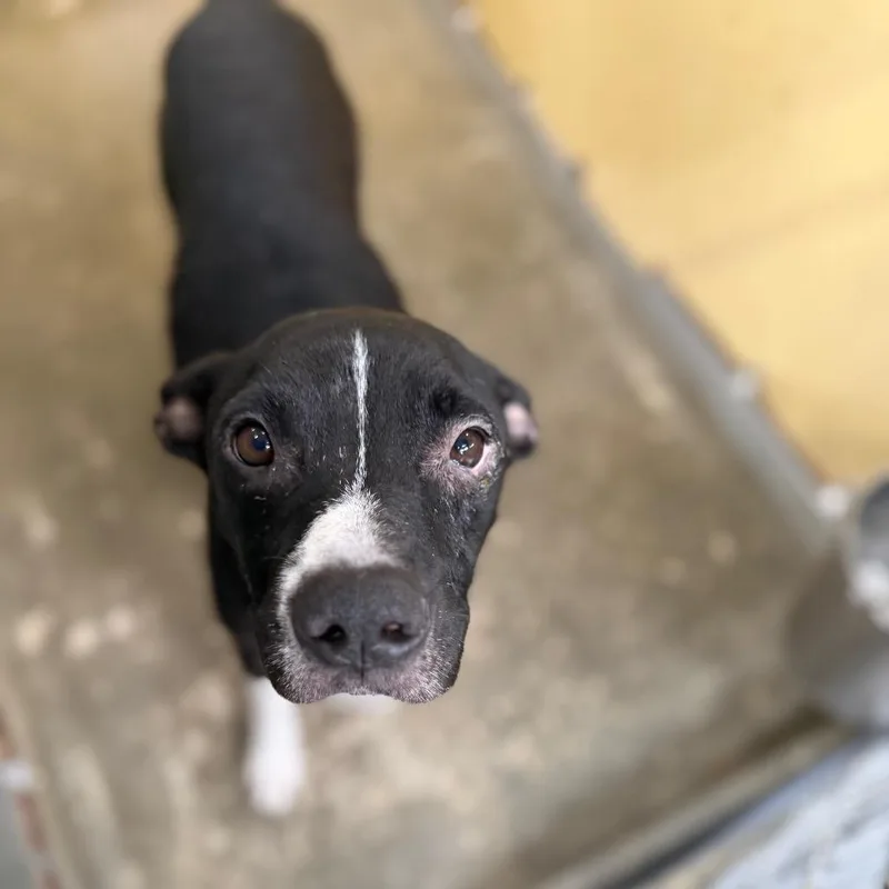 An adult medium-sized male Black Mixed Breed dog named Bob Seager for adoption in Columbiana, AL