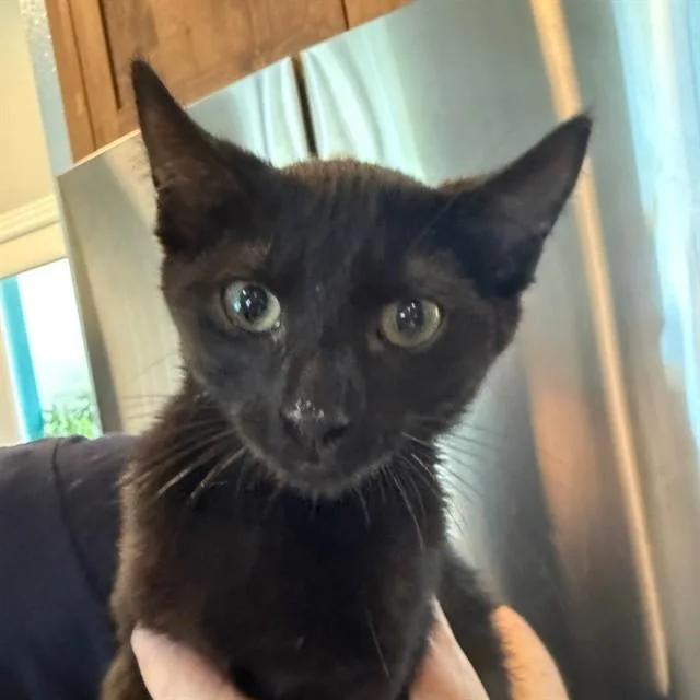 A baby small-sized female Domestic Short Hair cat named Pepper for adoption in Auburn, CA
