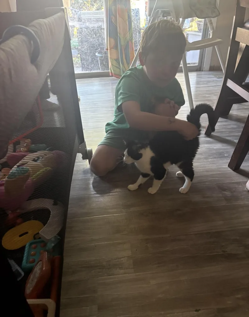A baby small-sized male Black & White / Tuxedo Domestic Short Hair cat named Bandit for adoption in Hope Mills, NC