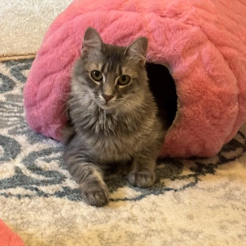 A young medium-sized female Tabby (Gray / Blue / Silver) Domestic Long Hair cat named Amora for adoption in Mountain Home, AR