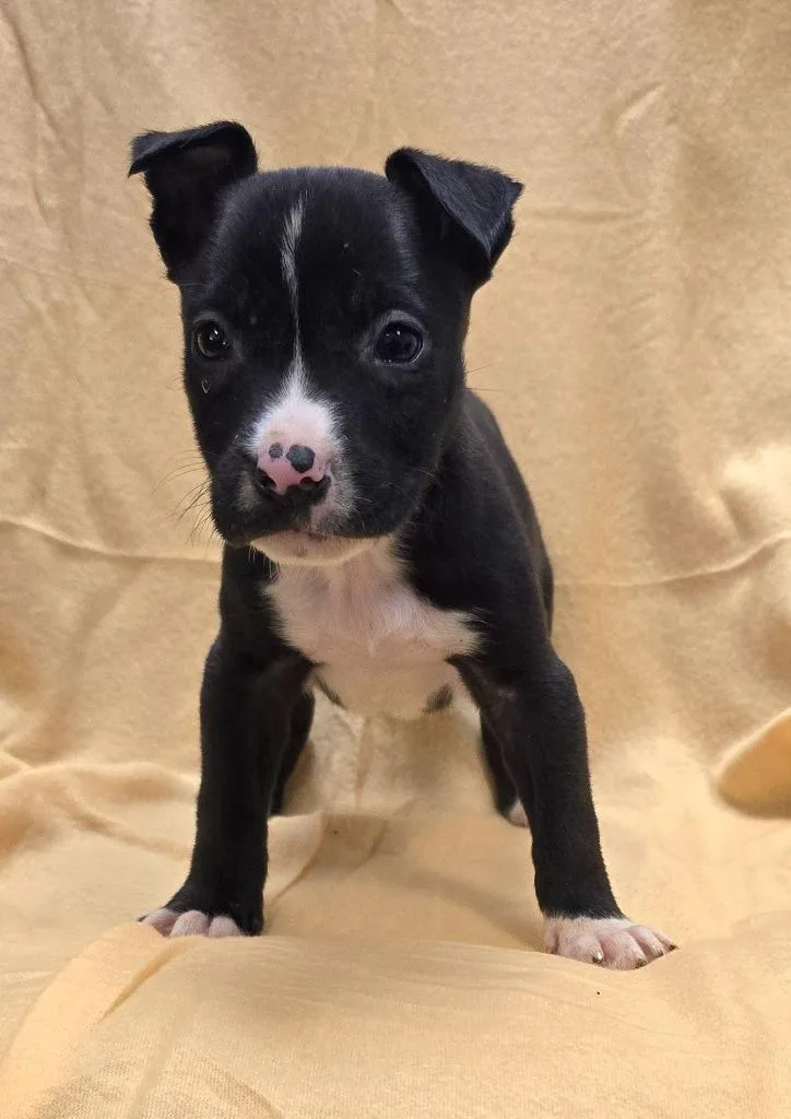 A baby medium-sized male Mixed Breed dog named Osmond for adoption in Murphysboro, IL