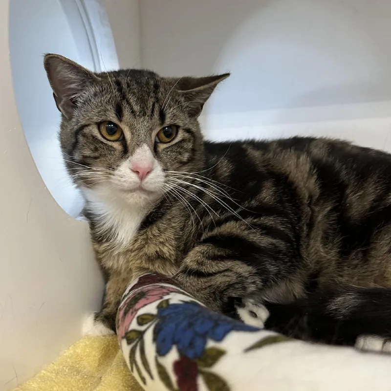 Mouse Trap thumbnail 2