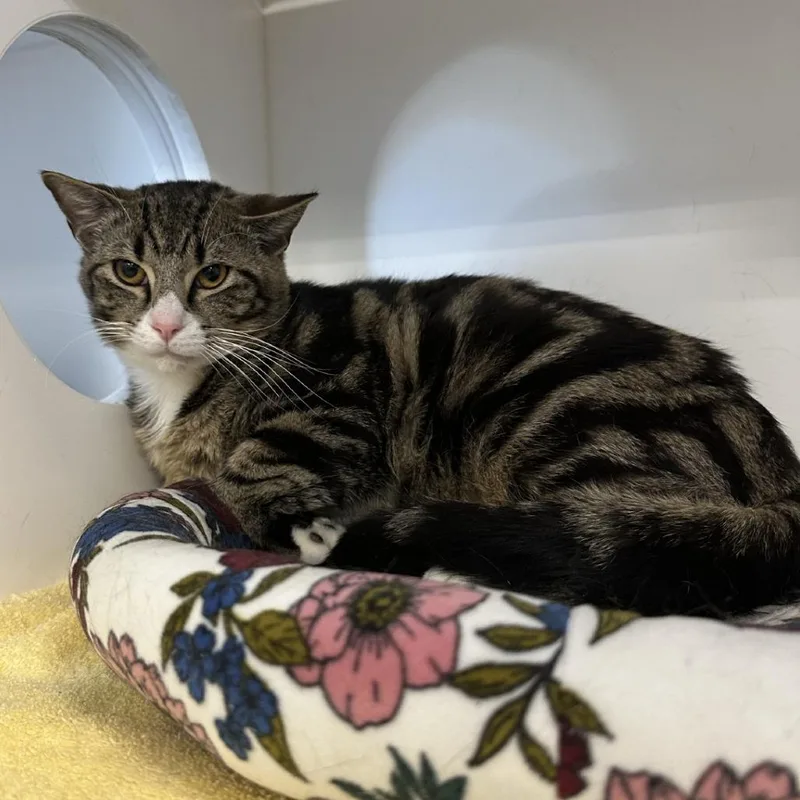 Mouse Trap thumbnail 3