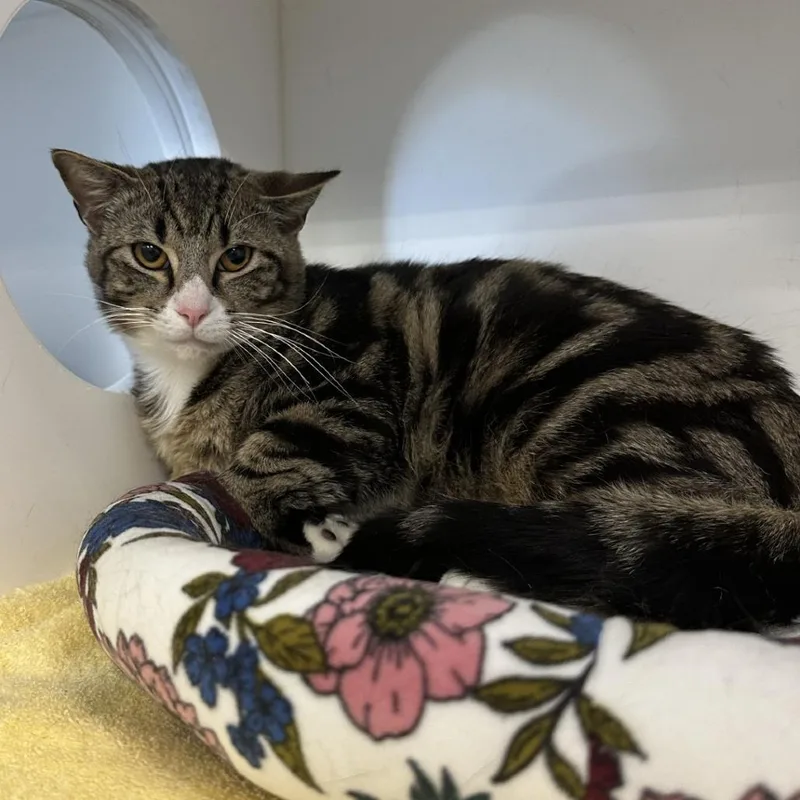 Mouse Trap thumbnail 4