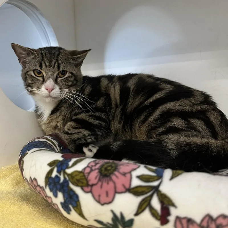 Mouse Trap thumbnail 5