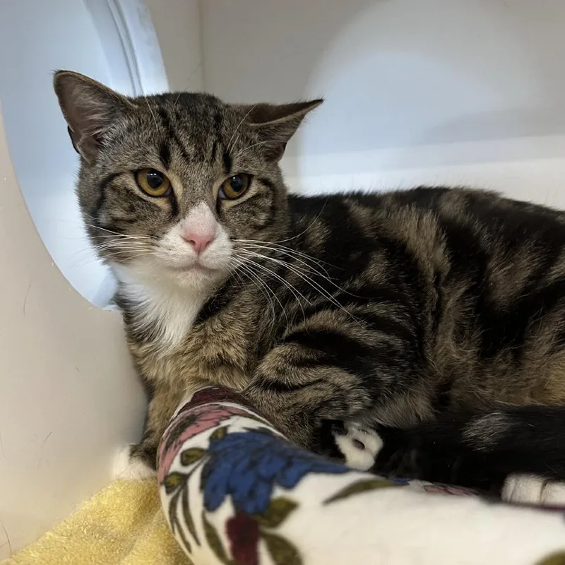 Mouse Trap thumbnail 6