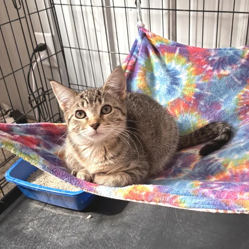 A baby small-sized male Brown / Chocolate Domestic Short Hair cat named Tappy for adoption in Mondovi, WI