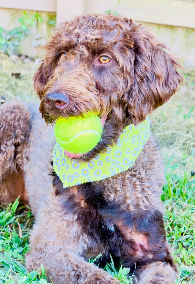 An adult medium-sized female Chocolate Labrador Retriever dog named Evangeline for adoption in Warwick, RI