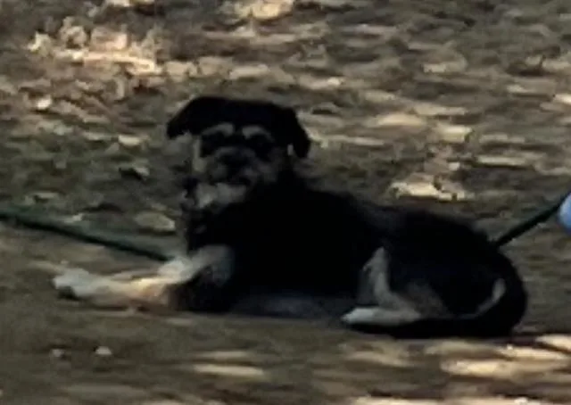 A young small-sized male Mixed Breed dog named Jack for adoption in Dallas, TX