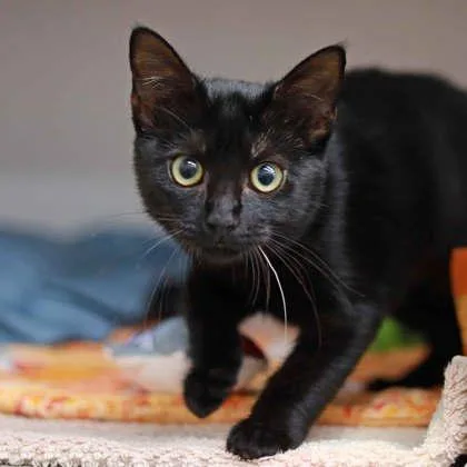 A baby small-sized female Black American Bobtail cat named Esme for adoption in Atlanta, GA