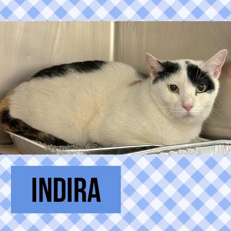 A young medium-sized female Calico Domestic Short Hair cat named Indira for adoption in Wheeling, IL