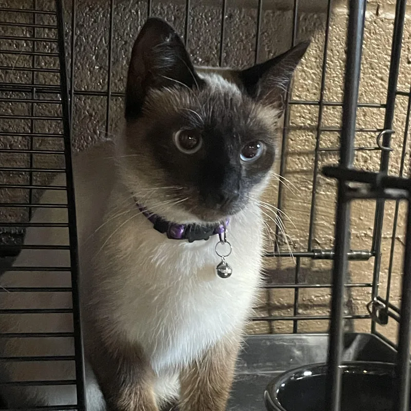 An adult medium-sized female Seal Point Siamese cat named Sassy for adoption in Export, PA