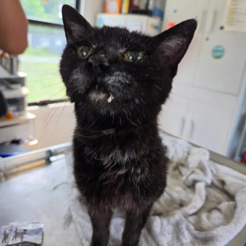A senior medium-sized female Black Domestic Short Hair cat named Agitha for adoption in Chapel Hill, NC