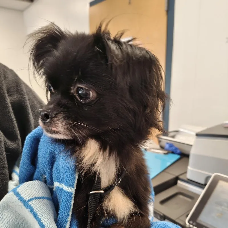 An adult small-sized female Black Chihuahua dog named Cheryl for adoption in West Chester, PA