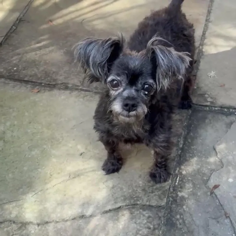 A senior small-sized female Terrier dog named Pepper for adoption in Daphne, AL