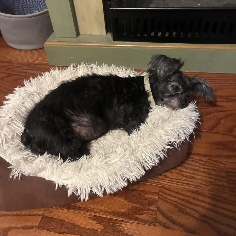 Pepper thumbnail 2