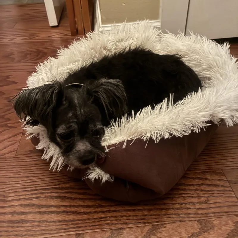 Pepper thumbnail 3