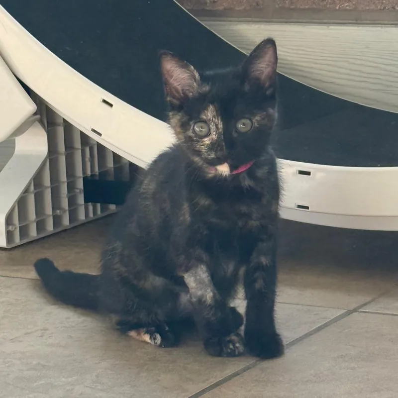 A baby small-sized female Black Domestic Short Hair cat named Peony for adoption in Chattanooga, TN
