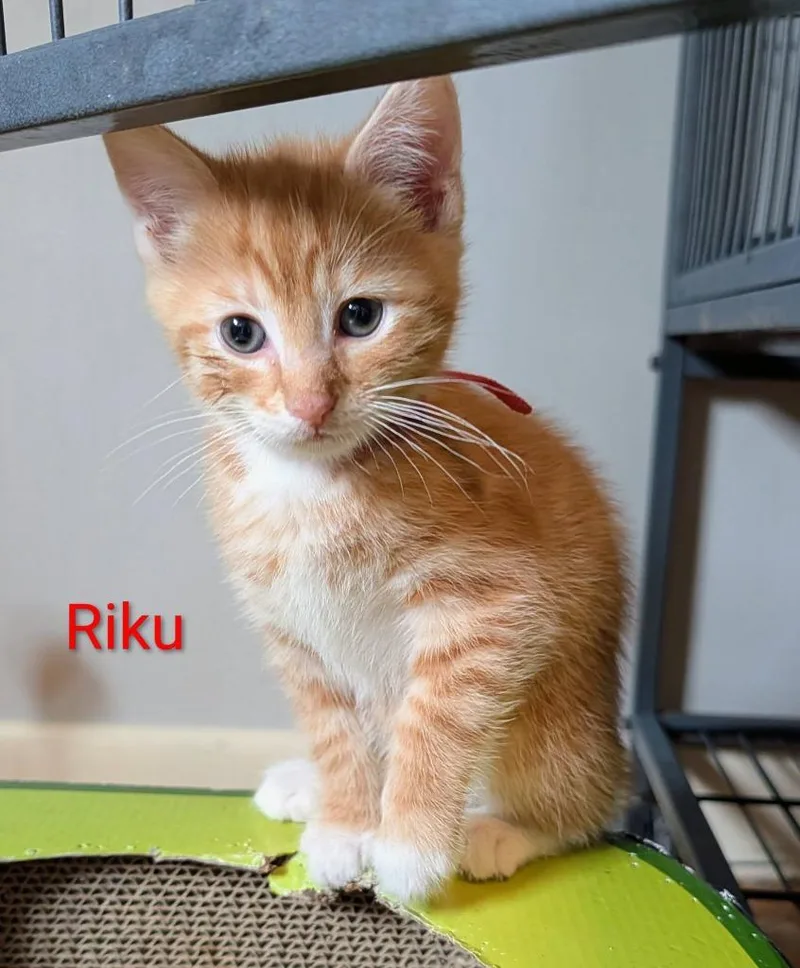 A baby small-sized male Domestic Short Hair cat named Riku for adoption in Kettering, OH