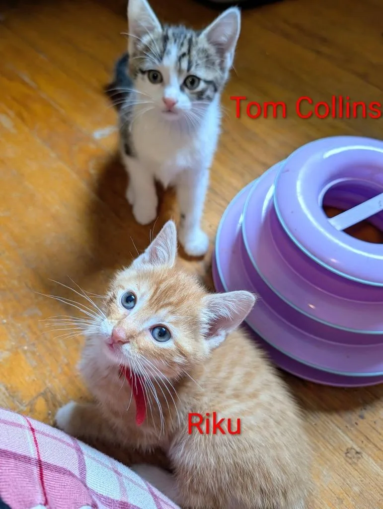 Riku thumbnail 3