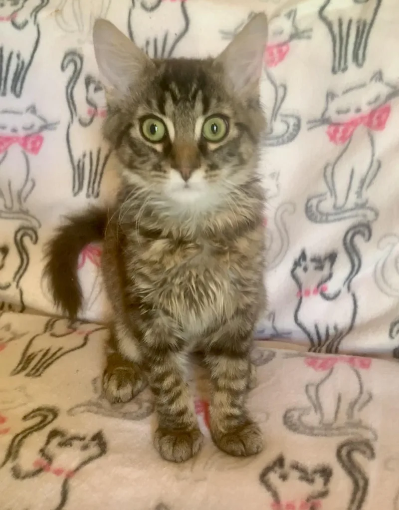 A young medium-sized male Tabby (Brown / Chocolate) Domestic Medium Hair cat named Kamaka for adoption in San Jose, CA