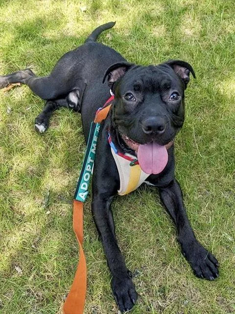 A young medium-sized male Pit Bull Terrier dog named Jello for adoption in Brewster, MA