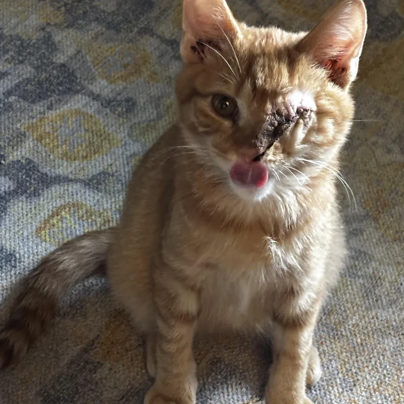 A baby medium-sized male Domestic Medium Hair cat named Adam  Athens GA for adoption in Greensboro, GA