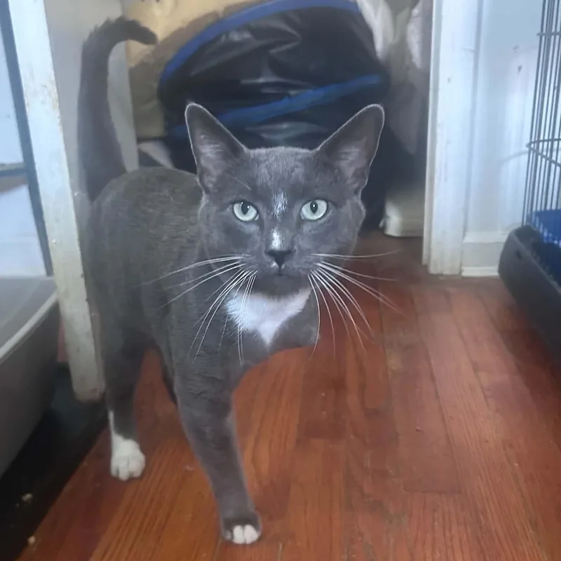 A young medium-sized male Gray & White Domestic Short Hair cat named Scottie for adoption in Huntington, NY