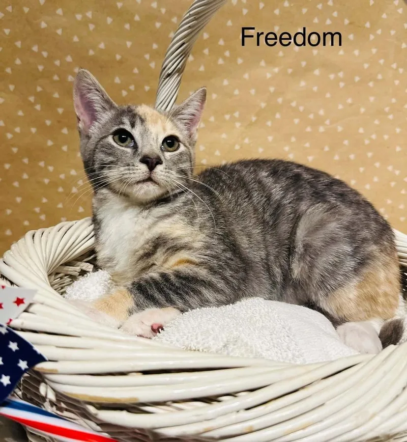 Freedom