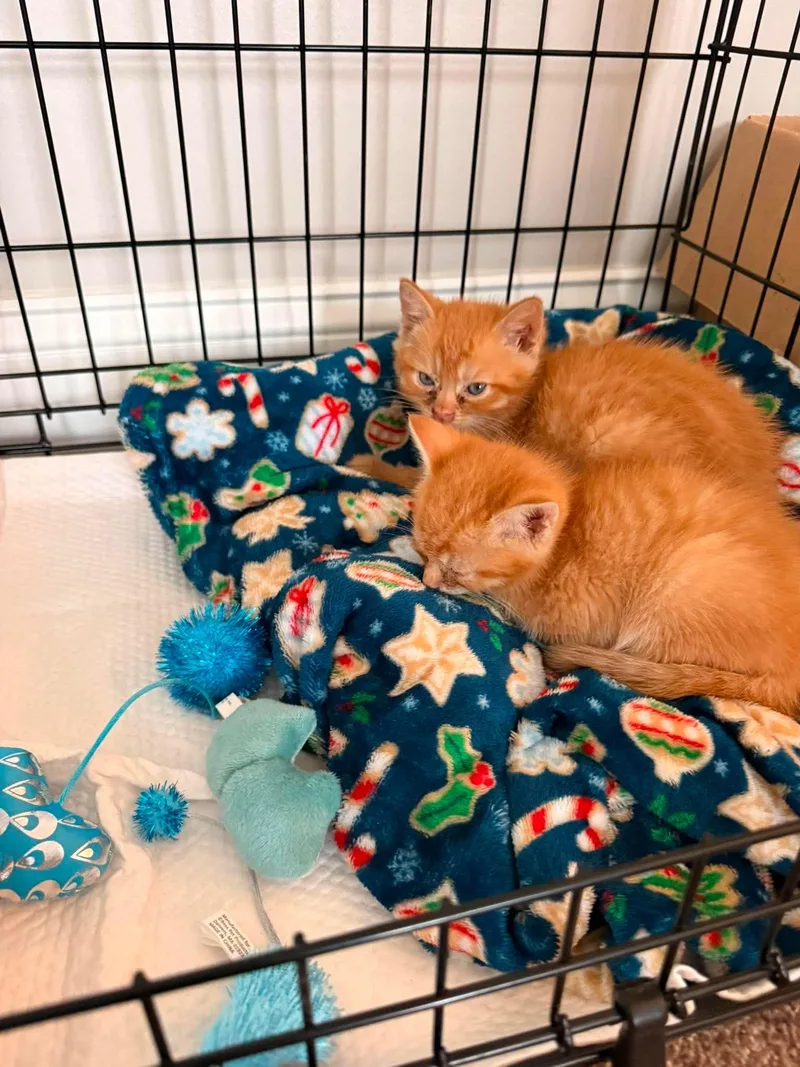 A baby medium-sized male Orange / Red Domestic Short Hair cat named Dos for adoption in Lawrenceburg, KY